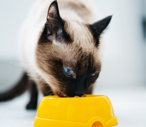 Cat Daily Feeding Visits