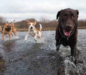 Dog Walking and Dog Boarding Services