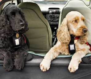 Dog Pet Taxi