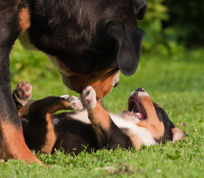 Dog / Puppy Visits Services