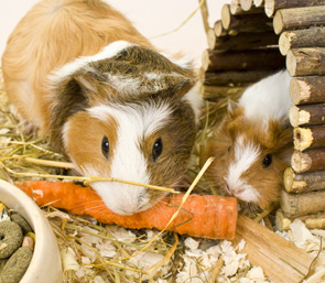 Small Animal Daily Feeding Visits