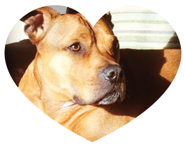 staffy_testimonial_heart