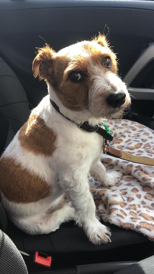 Dog Walker Groomer Pet Sitter Chessington Ewell