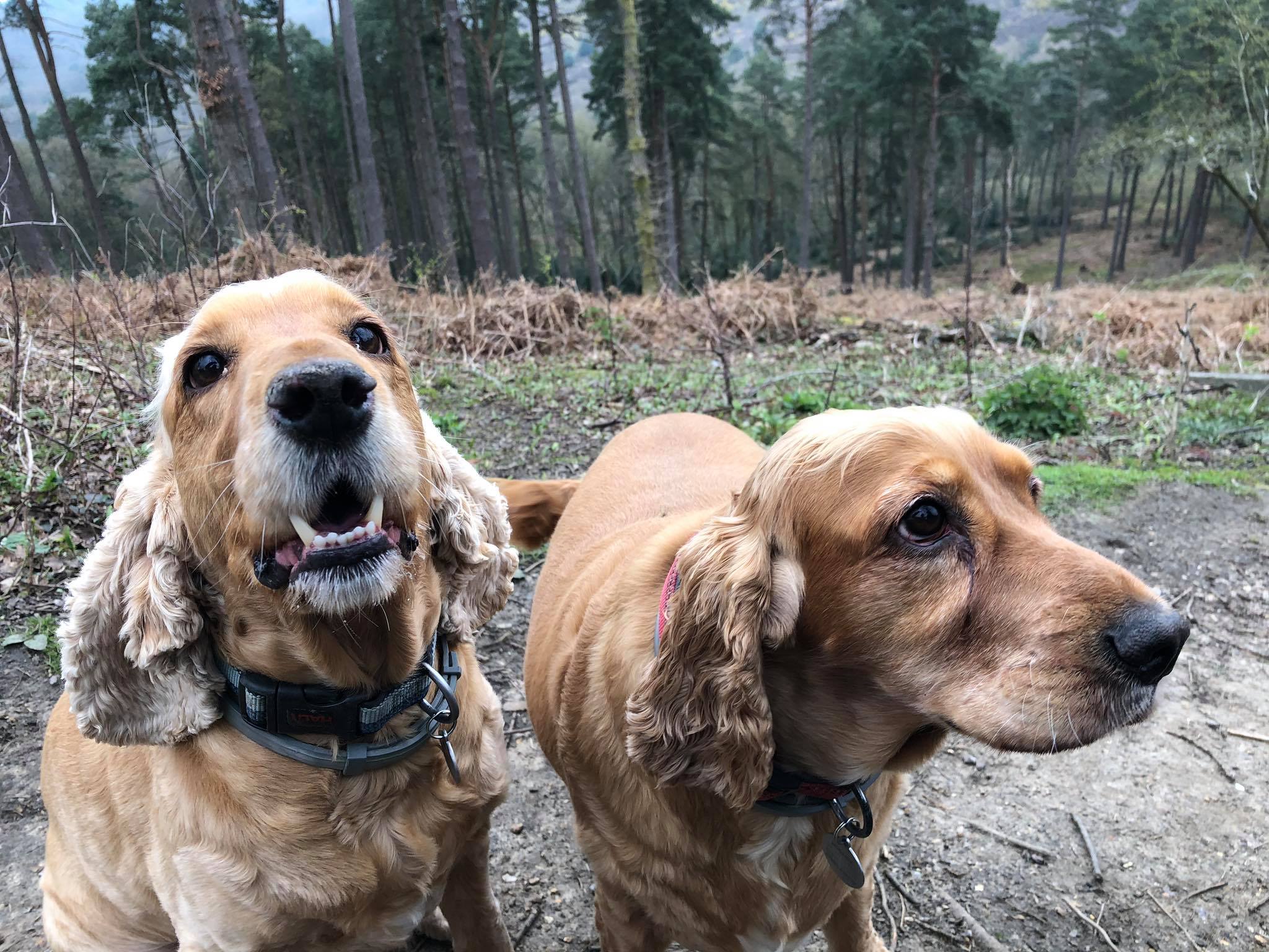 Dog Walker Groomer Pet Sitter Chessington Ewell