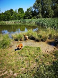 group dog walk